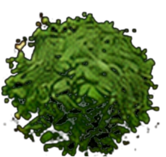 EGCG green tea extract powder