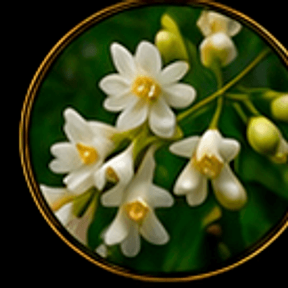 Sophora japonica blossoms, a source of quercetin